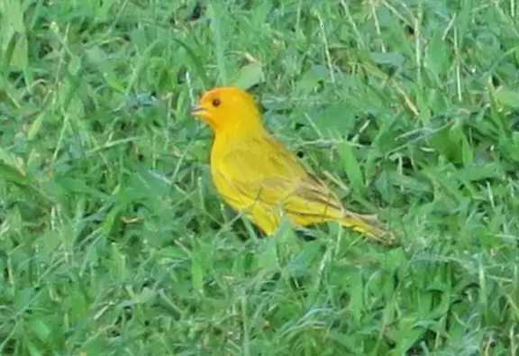 Great beach to learn to surf or to go for a long stroll.