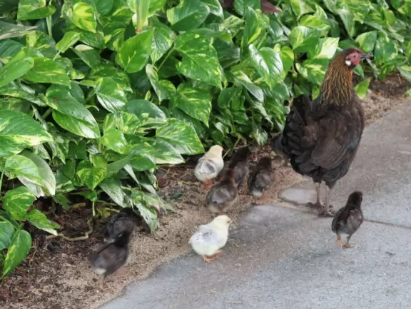 Tropical wonderland! Stroll through and enjoy the gorgeous trees and flowers.