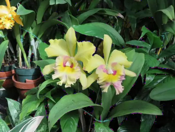 A lush paradise in the middle of downtown Honolulu!