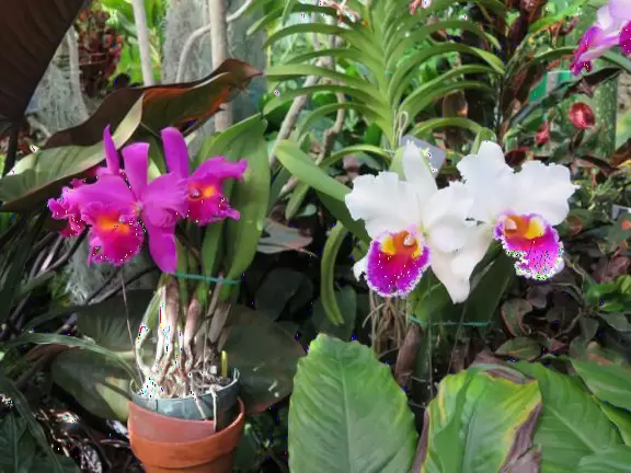 A lush paradise in the middle of downtown Honolulu!