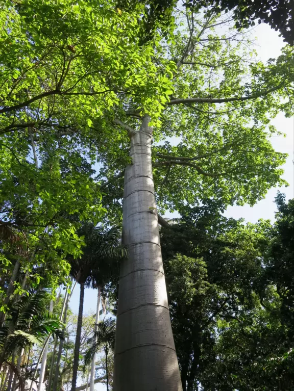 A lush paradise in the middle of downtown Honolulu!