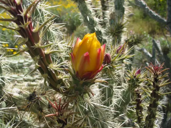 A secluded park in the far western edge of Phoenix, where spring wildflowers make their glorious appearance!