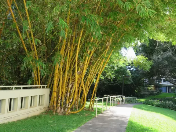 Stroll around the University of Hawaii campus and find some treasures!
