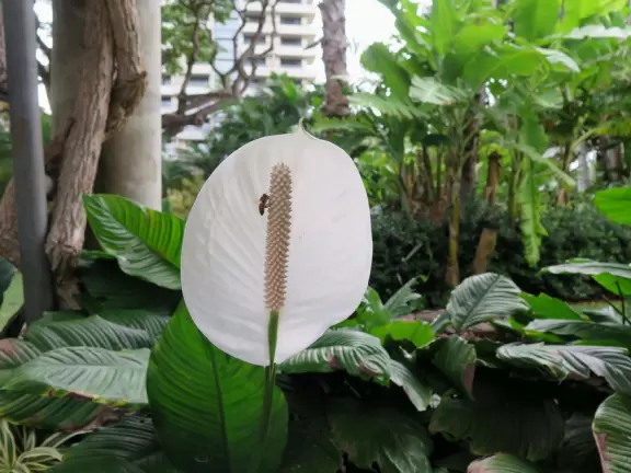 Tropical wonderland! Stroll through and enjoy the gorgeous trees and flowers.