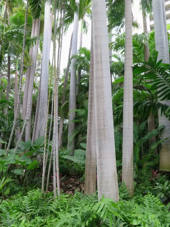 Tropical wonderland! Stroll through and enjoy the gorgeous trees and flowers.