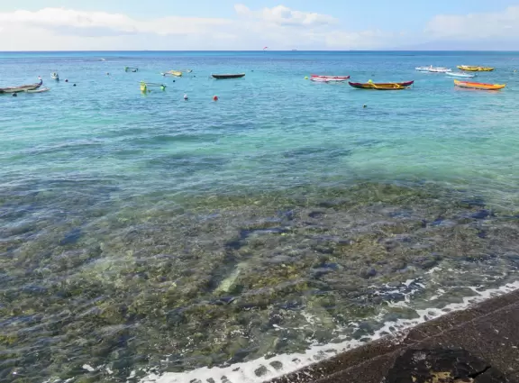 Hau Tree Beach, or Kaimana Beach, offers one of the best swims in Waikiki- clear calm water with a soft sandy bottom, and tons of shade!