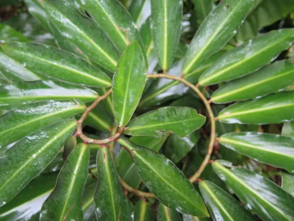 Lush botanical garden with ocean views, waterfall, tropical flowers, huge trees, and paved path.