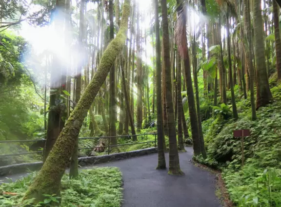 Lush botanical garden with ocean views, waterfall, tropical flowers, huge trees, and paved path.