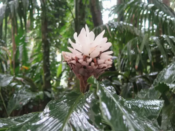 Lush botanical garden with ocean views, waterfall, tropical flowers, huge trees, and paved path.