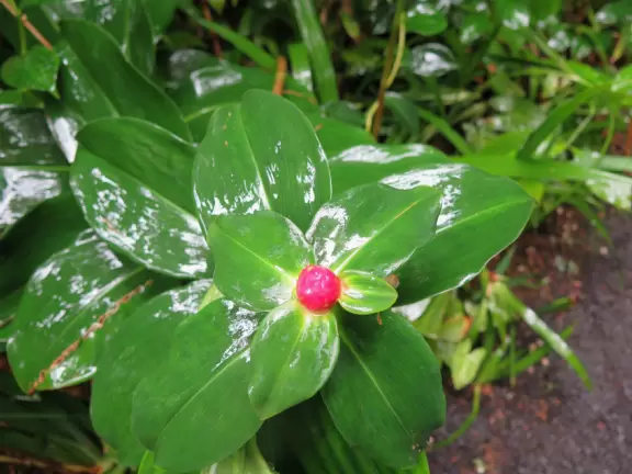 Lush botanical garden with ocean views, waterfall, tropical flowers, huge trees, and paved path.