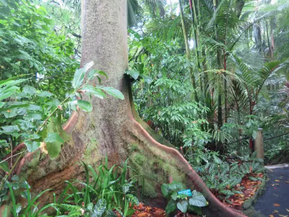Lush botanical garden with ocean views, waterfall, tropical flowers, huge trees, and paved path.