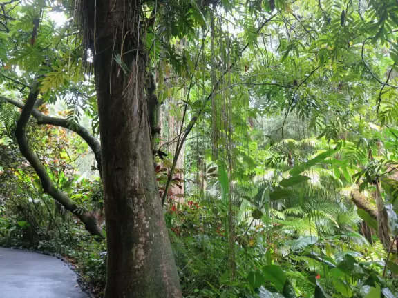 Lush botanical garden with ocean views, waterfall, tropical flowers, huge trees, and paved path.