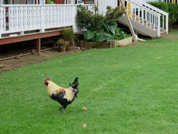 Waimea town has misty green hills, two adorable churches, a wooden playground with gorgeous views, and lovely countryside drives.