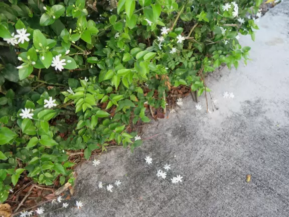 Walk past tropical plants in a hilly area!