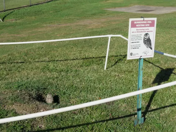 Shady park to walk around. Cute nesting owls! Playground, workout stations, walkway by lake.