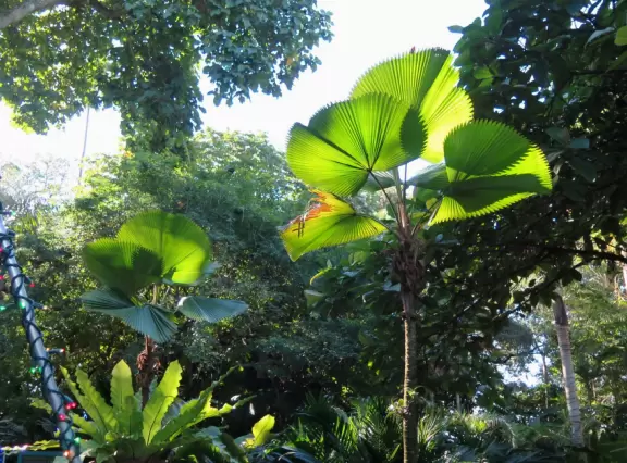 Tropical botanical garden with huge magnificent trees and animal sanctuary.