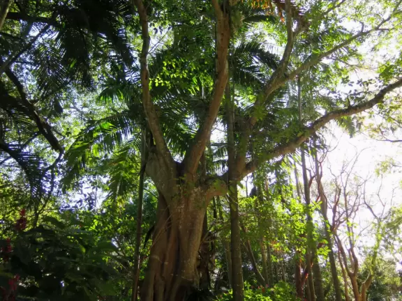 Tropical botanical garden with huge magnificent trees and animal sanctuary.