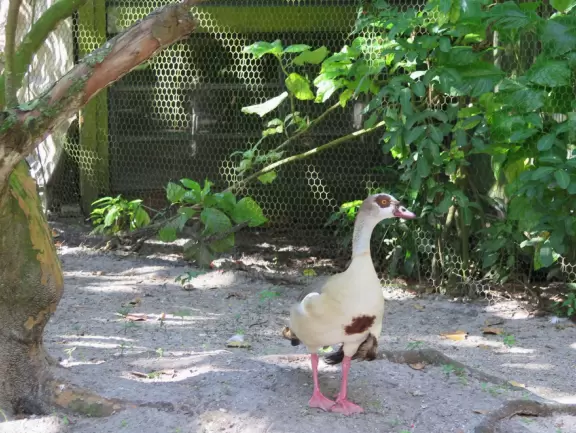 Tropical botanical garden with huge magnificent trees and animal sanctuary.