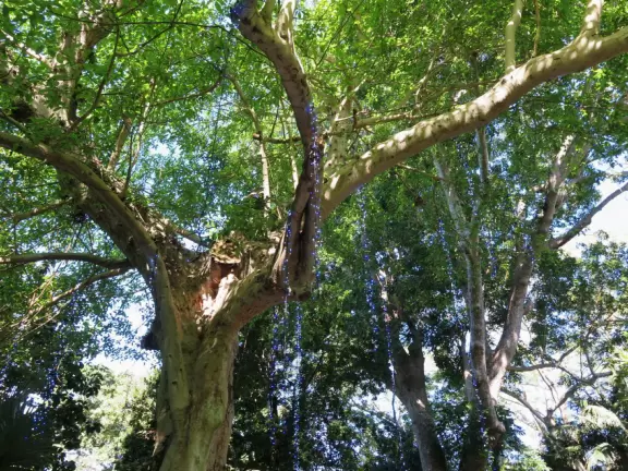 Tropical botanical garden with huge magnificent trees and animal sanctuary.