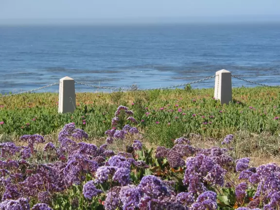 One-mile stunning walk with sweeping views of the coastline, sea stacks of all shapes, pelicans, coves, glistening water, flowers hanging off cliff faces.