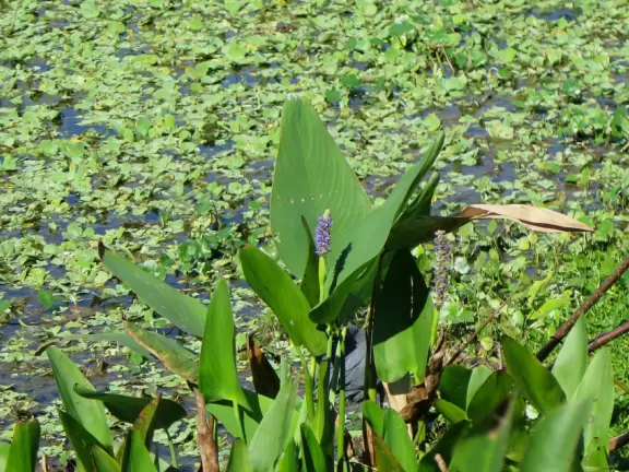 Wildlife galore beside a boardwalk with gazebos.