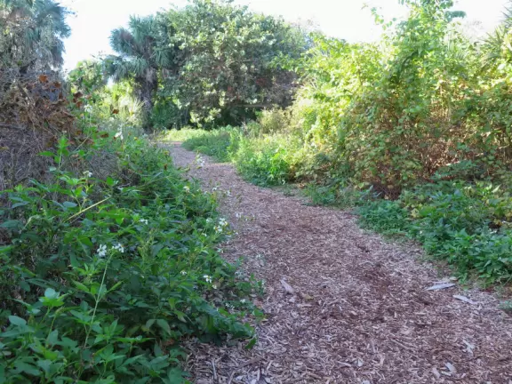 Lovely trail that takes you past little beaches on the intracoastal and close to the lighthouse.