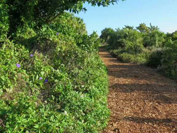 Lovely trail that takes you past little beaches on the intracoastal and close to the lighthouse.