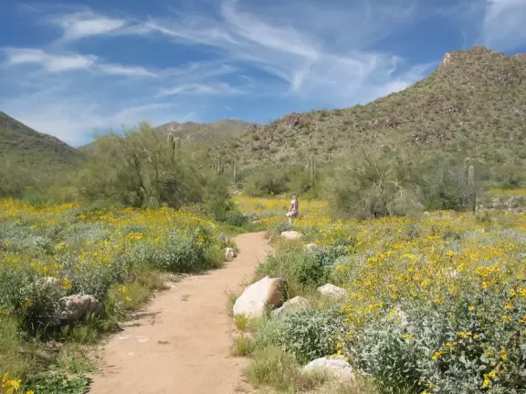 A secluded park in the far western edge of Phoenix, where spring wildflowers make their glorious appearance!