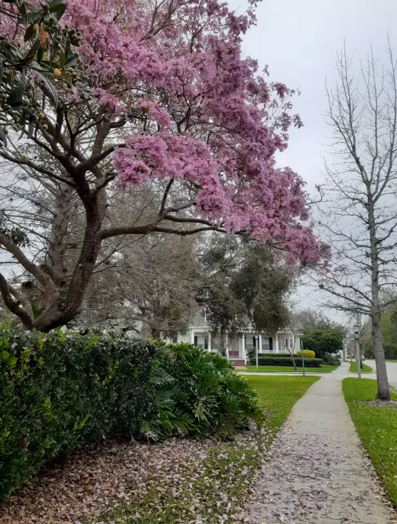 Magical walk along a lake past cypress knees and lush jungle.