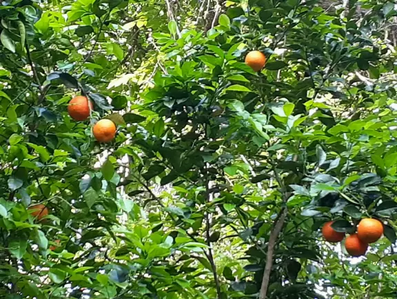 Three and a half mile walk through jungly forest and past mansions.