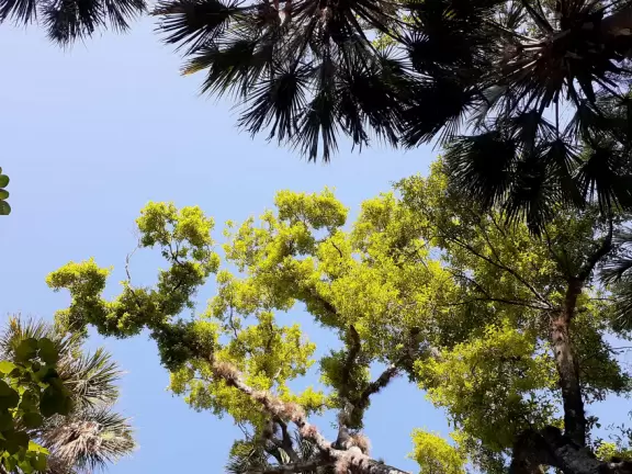 Three and a half mile walk through jungly forest and past mansions.