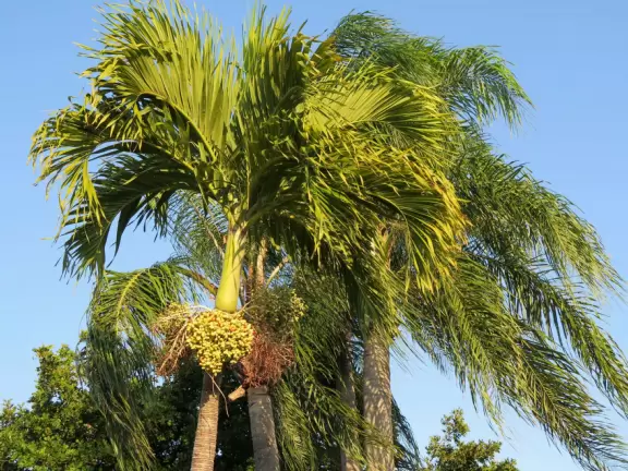 Walk past tropical plants in a hilly area!