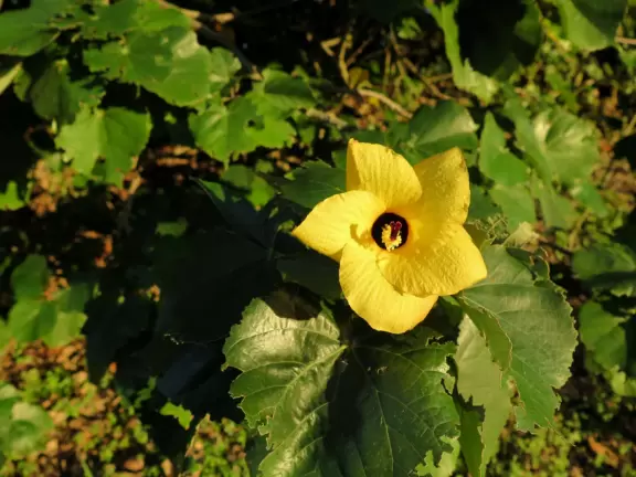Walk past tropical plants in a hilly area!