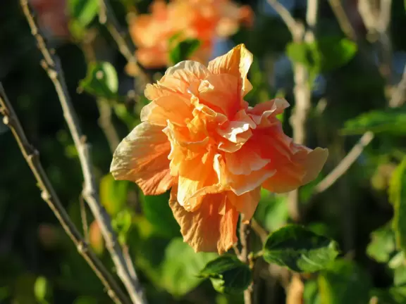 Walk past tropical plants in a hilly area!