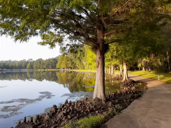 Magical walk along a lake past cypress knees and lush jungle.