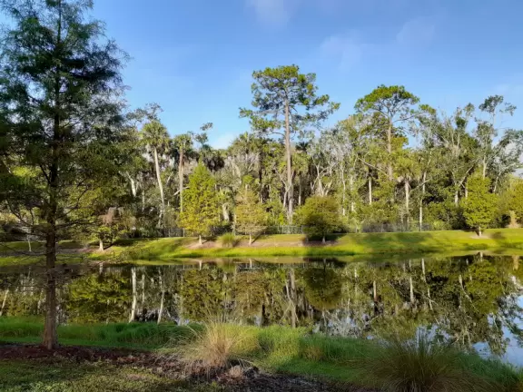 Magical walk along a lake past cypress knees and lush jungle.