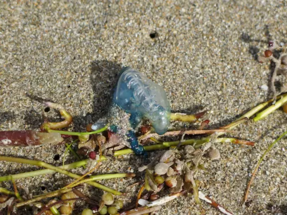 Exposed beach with gorgeous sea grape forest, sand volleyball courts, and basketball courts- a happening scene! Plus a concession snack area with a huge grass shack for shade.