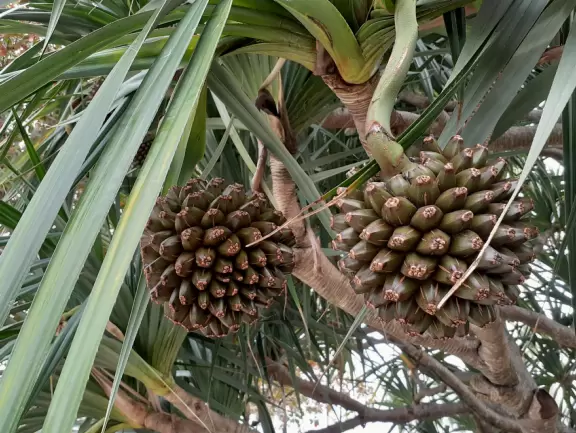 A tropical wonderland of palms, ferns, bromeliads, fountains, sculptures, rocks, ironwork gates, and pergolas, with the delightful scent of flowers filling the air.