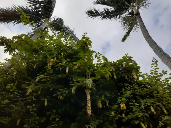 A tropical wonderland of palms, ferns, bromeliads, fountains, sculptures, rocks, ironwork gates, and pergolas, with the delightful scent of flowers filling the air.