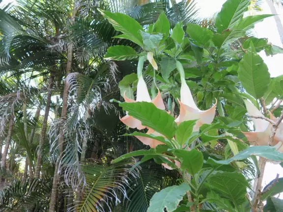 Walk past mansions, seagrape trees, palms, and flowers on Jupiter Island.
