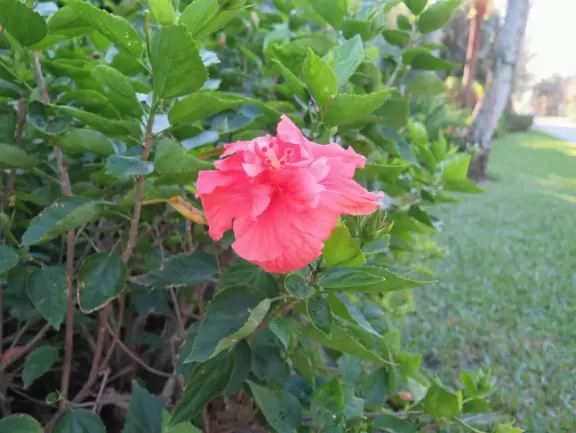 Walk past mansions, seagrape trees, palms, and flowers on Jupiter Island.