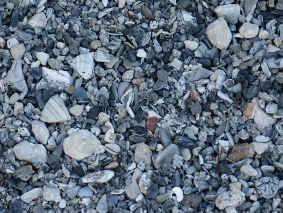 One kilometer loop trail with two exercise stations, crushed shell trail under tall trees, yellow sand dune, then a loose white sand trail up a hill!