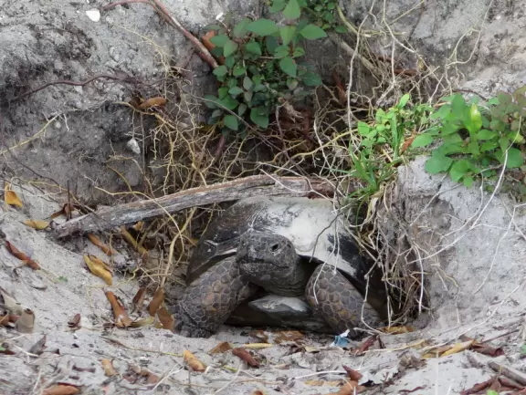 Beautiful park with wooden boardwalks jutting into the intracoastal, nature trail, and beach.