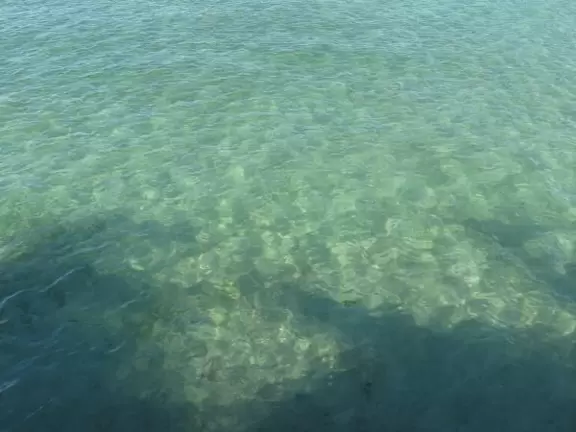 Beautiful clear water before high tide! Lots of wildlife. Views of Jupiter Lighthouse.