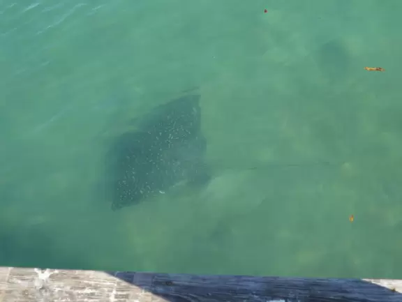Beautiful clear water before high tide! Lots of wildlife. Views of Jupiter Lighthouse.
