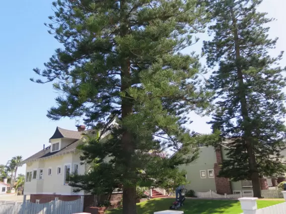 A walk among tropical trees and flowers, and the sweetest houses.