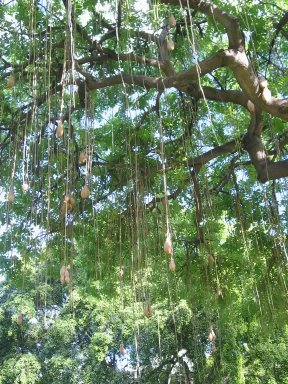 Whitest white sand, clear sparkling water, spacious green lawns with large shade trees, tropical flowers, a wide half-mile boardwalk, and a huge park full of tropical plants.