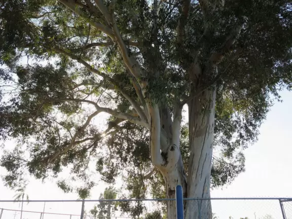Neighborhood with cute 1920s craftsman houses and plenty of bars and cafes.