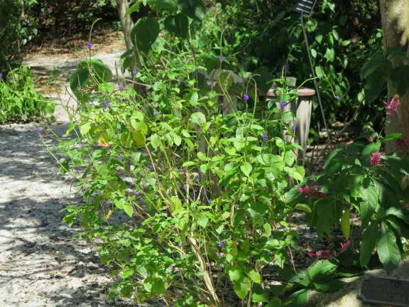 Short walk through a lovely jungle, along the intracoastal. So beautiful!