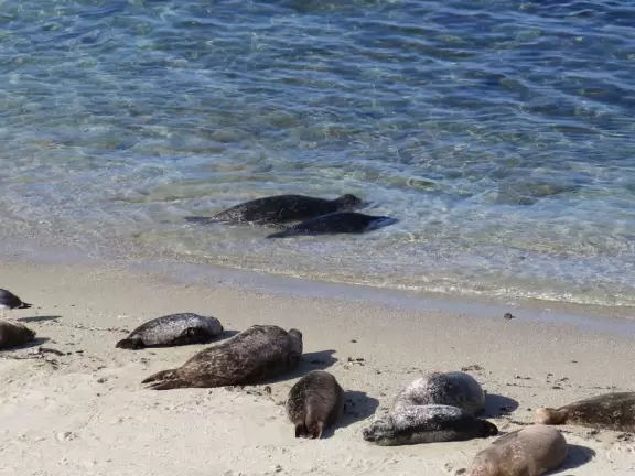 Amazing place to see seals, and from Dec-May, their pups.